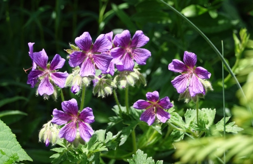 Geranium x magnificum has large, violet-blue flowers and glossy, lobed leaves