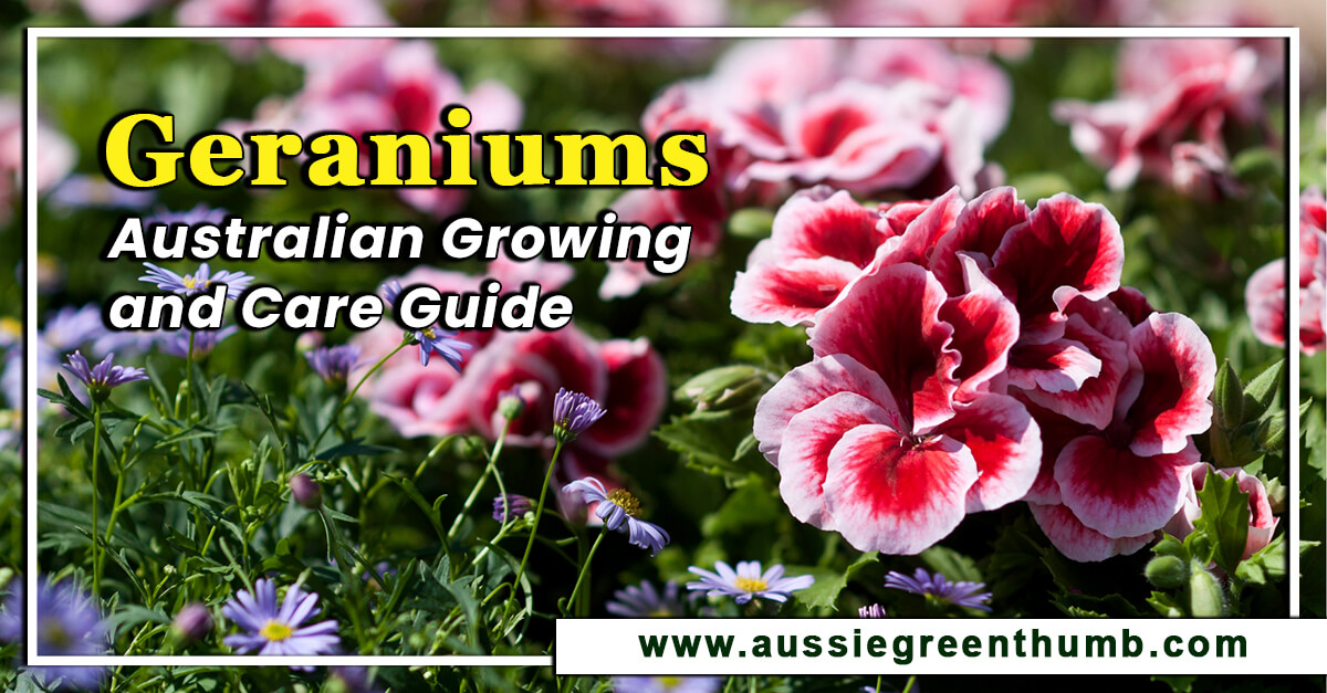 Geraniums – Australian Growing and Care Guide