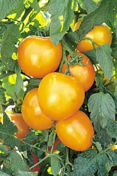 Golden Jubilee Tomato are large, golden yellow salad heirloom tomatoes with a simple flavour