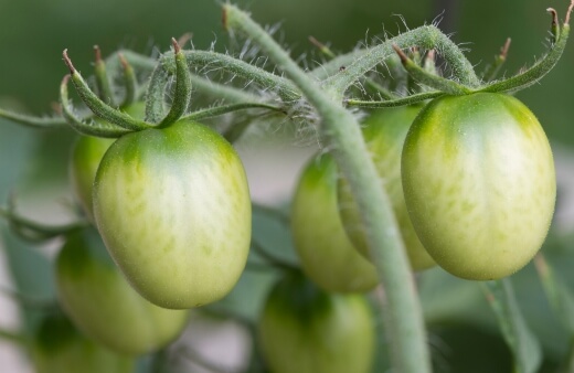 Green Grape tomatoes are a green cherry heirloom variety with a fruity flavour