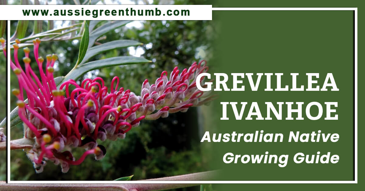 Grevillea Ivanhoe – Australian Native Growing Guide