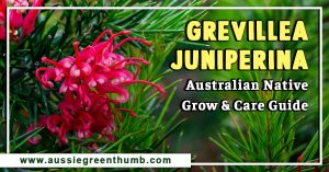 Grevillea Juniperina Australian Native Grow and Care Guide
