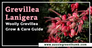 Grevillea Lanigera | Woolly Grevillea Grow and Care Guide