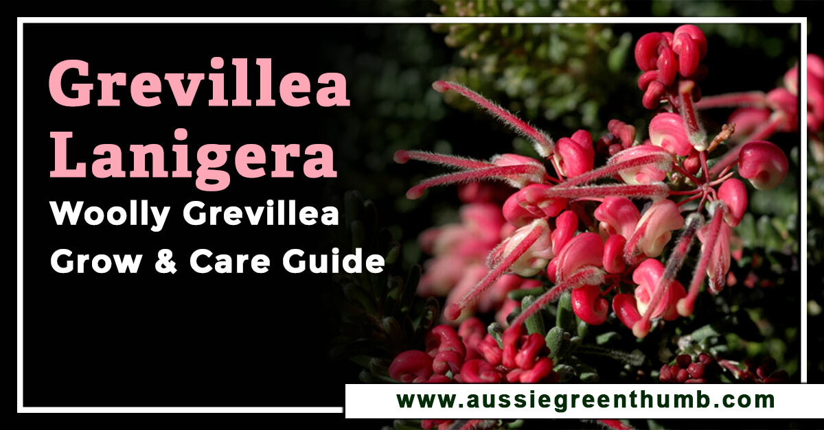 Grevillea lanigera (Woolly Grevillea) Grow and Care Guide AGT