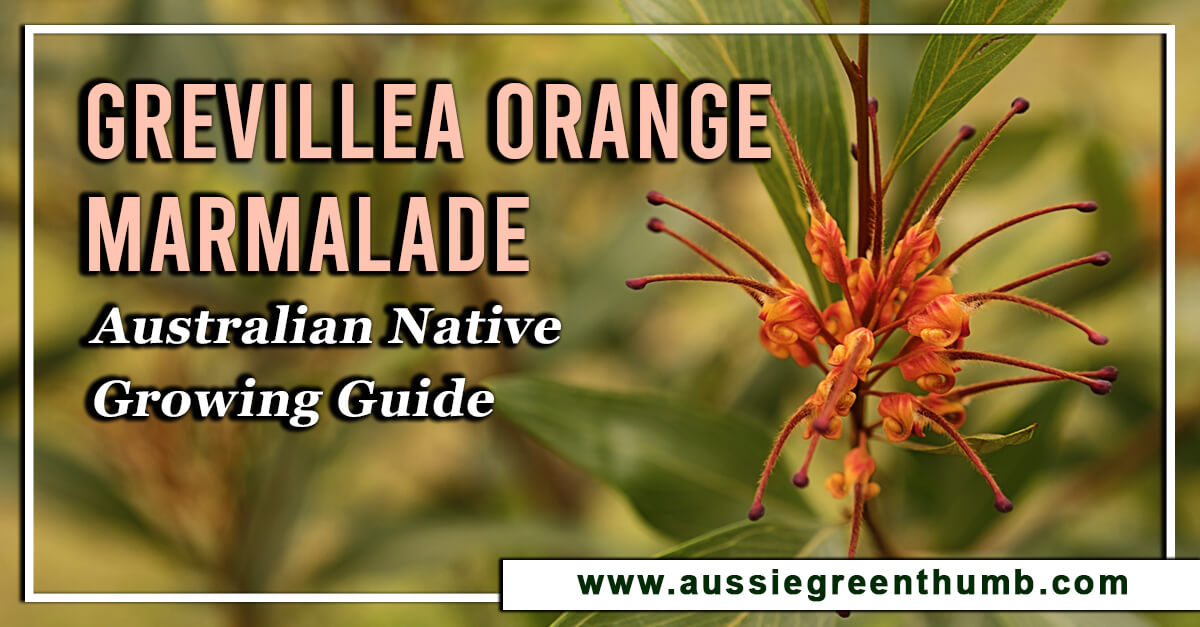 Grevillea Orange Marmalade – Australian Native Growing Guide