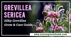 Grevillea Sericea | Silky Grevillea Grow and Care Guide
