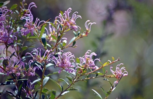 Grevillea sericea, commonly known as Silky Grevillea, Pink Spider Flower