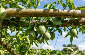 Passion Fruit Vine – Growing Guide with Trellis Ideas