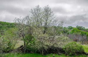 Growing Almond Tree in Australia