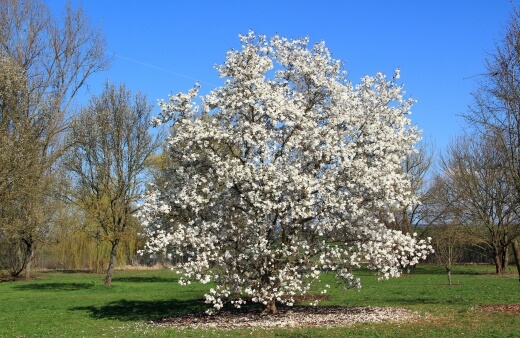 Growing Magnolia Trees in Australia