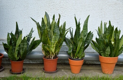 Growing Sansevieria in pots