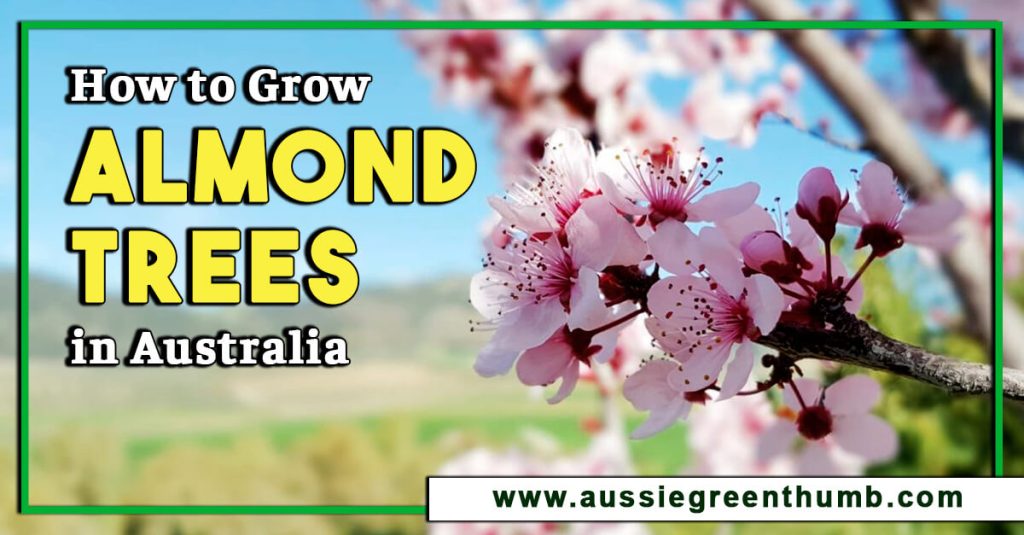 How to Grow Almond Trees in Australia