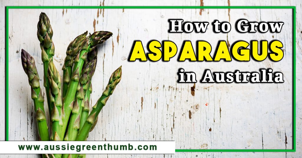 How to Grow Asparagus in Australia