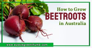 How to Grow Beetroots in Australia