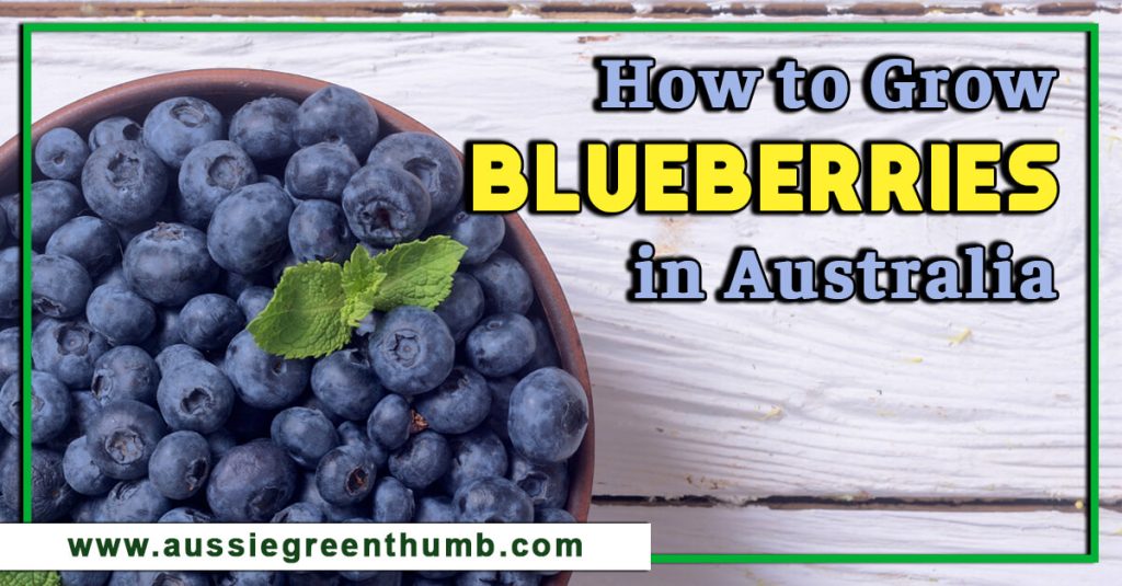 How to Grow Blueberries in Australia