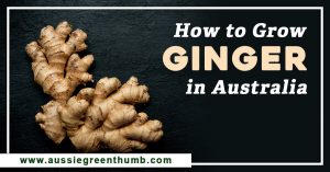 How to Grow Ginger in Australia