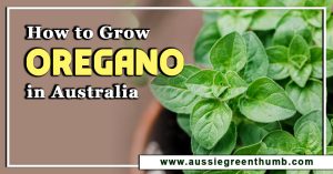 How to Grow Oregano in Australia
