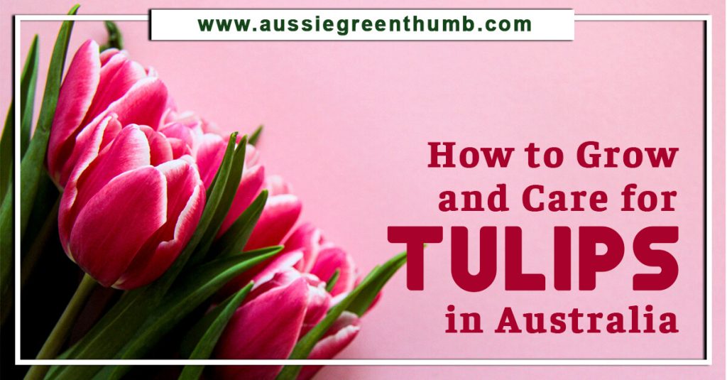 How to Grow and Care for Tulips in Australia