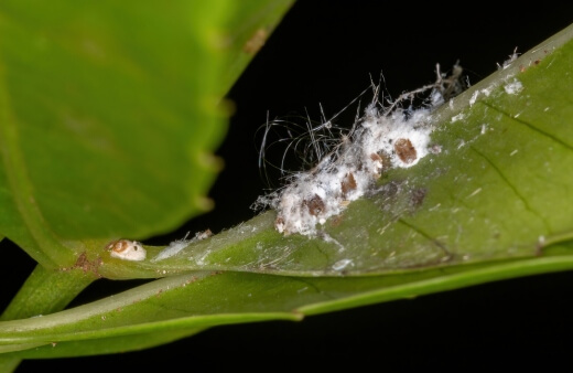 How to Prevent Scale Insects