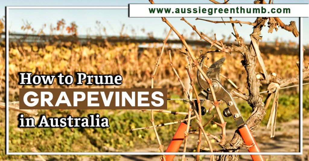 How to Prune Grapevines in Australia