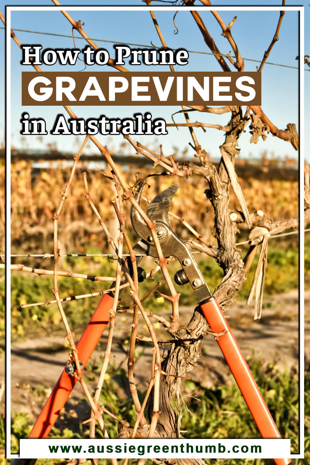 How to Prune Grapevines in Australia