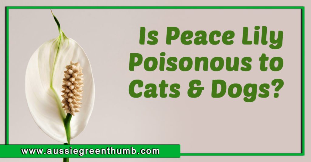 Is Peace Lily Poisonous to Cats and Dogs?