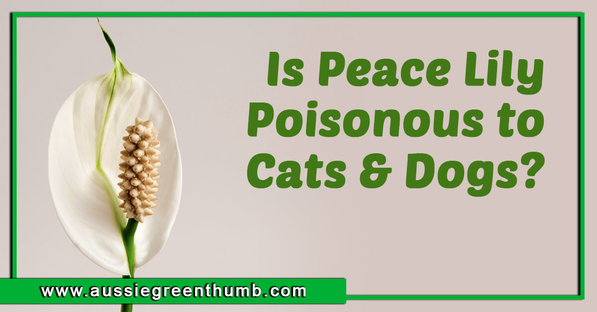 Is Peace Lily Poisonous to Cats and Dogs? AGT