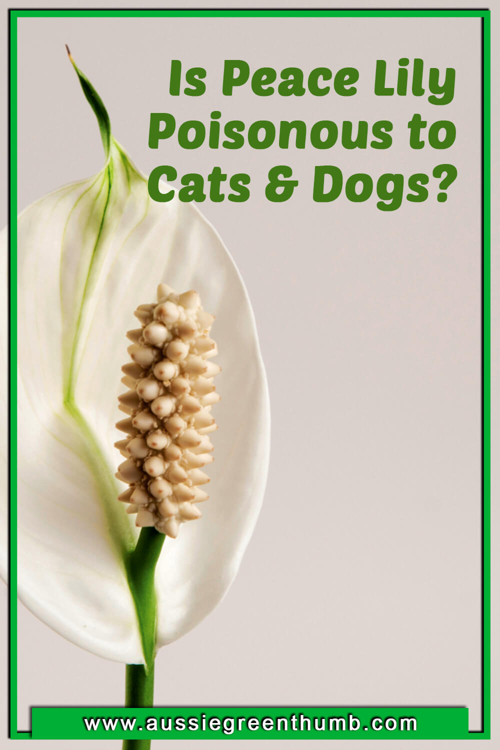 Is Peace Lily Poisonous to Cats and Dogs?