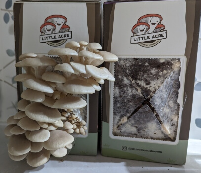 Little Acre Gourmet Mushrooms