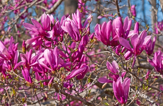 Magnolia 'Ann' is a magnolia cultivar with deliciously scented reddish-purple flowers in the spring and has glossy green leaves