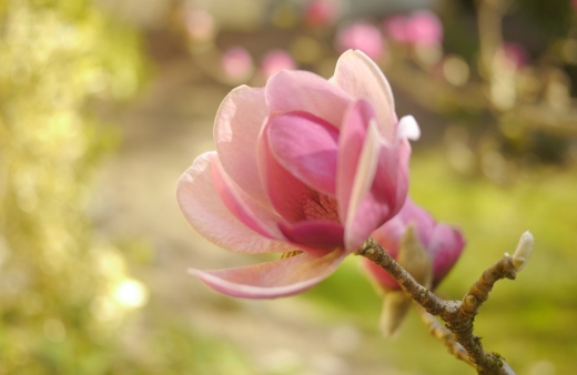 Magnolia 'Black Tulip' is a medium-sized cultivar with deep burgundy-red flowers in the spring