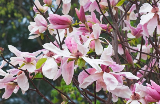 Magnolia 'Daybreak' is a cultivar that produces fragrant pink and white flowers in the spring and has glossy green leaves
