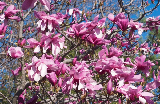 Magnolia 'Galaxy' produces big and aromatic pink flowers in the spring and has glossy green leaves