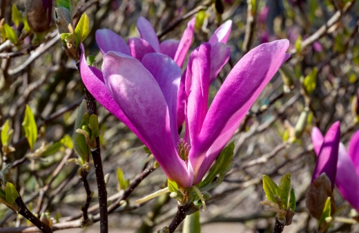 Magnolia 'Jane' is a hybrid magnolia cultivar that produces huge pinkish-purple flowers in the spring,
