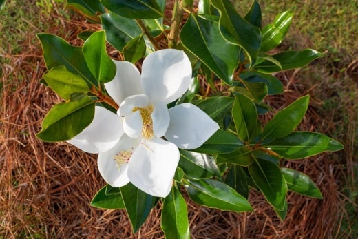 Magnolia 'Little Gem'