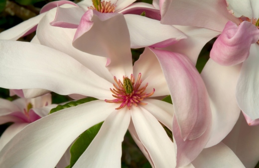 Magnolia 'Pinkie' produces abundant pink flowers in the spring before its leaves emerge