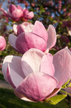 Magnolia 'Rustica Rubra' features large, sweetly-scented, reddish-pink flowers in the spring and dark green leaves with a bronze underside