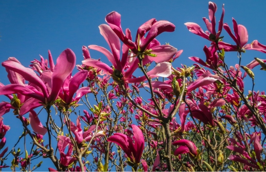Magnolia 'Susan', a hybrid magnolia cultivar, packs a punch with deep, crimson flowers that develop into an even deeper purple in spring