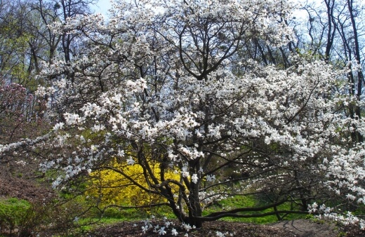 Magnolia Tree full of flowers