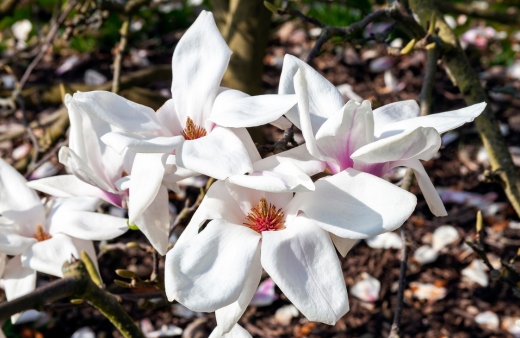 Magnolia 'Wada's Memory' features gently scented white and pink flowers have just a hint of purple, and while fleeting, are utterly unforgettable