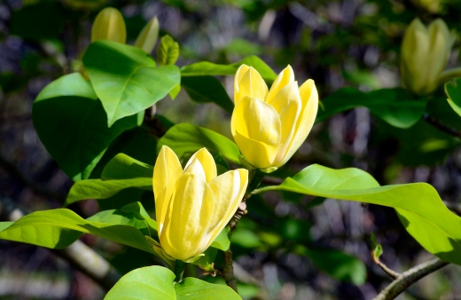 Magnolia 'Yellow Bird' is a deciduous tree that produces large, lemon-yellow flowers with a sweet fragrance