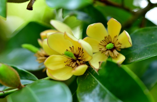 Magnolia figo is an evergreen shrub with small, creamy yellow flowers that have a strong banana scent