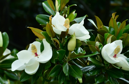 Magnolia grandiflora, also called southern magnolia or bull bay, is a large evergreen tree with glossy dark green leaves