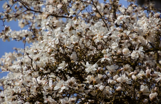 Magnolia kobus is a magnolia tree that produces white or pale pink flowers