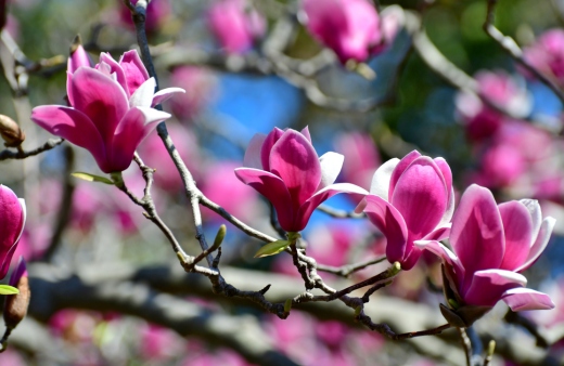 Magnolia liliiflora also known as the purple magnolia or tulip magnolia