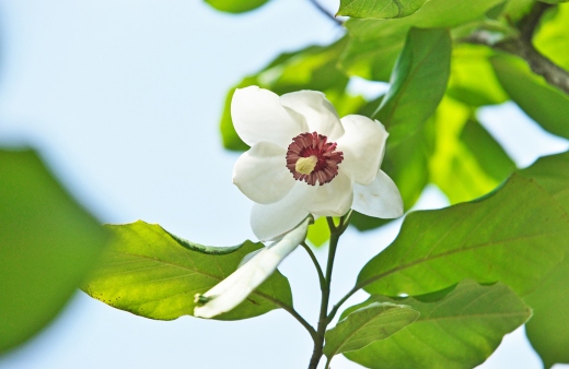 Magnolia sieboldii, also known as Oyama magnolia or Siebold's magnolia