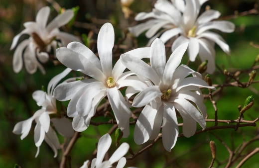 Magnolia stellata is a smallish tree, and can be pruned into a multi-stemmed deciduous shrub