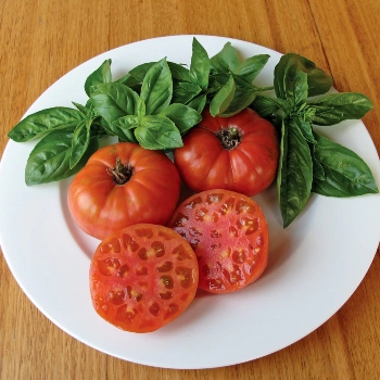 Mortgage Lifter Tomato is great for slicing and using in sandwiches