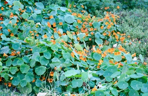 Nasturtiums are arguably the most well-known and popular edible flowers for companion planting