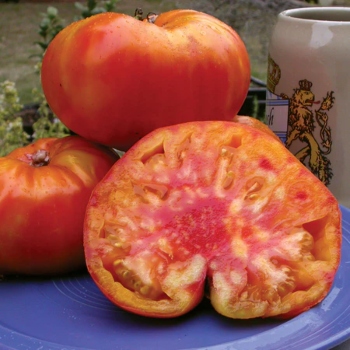 Old German Tomato have a pink and yellow colour and are easy to grow